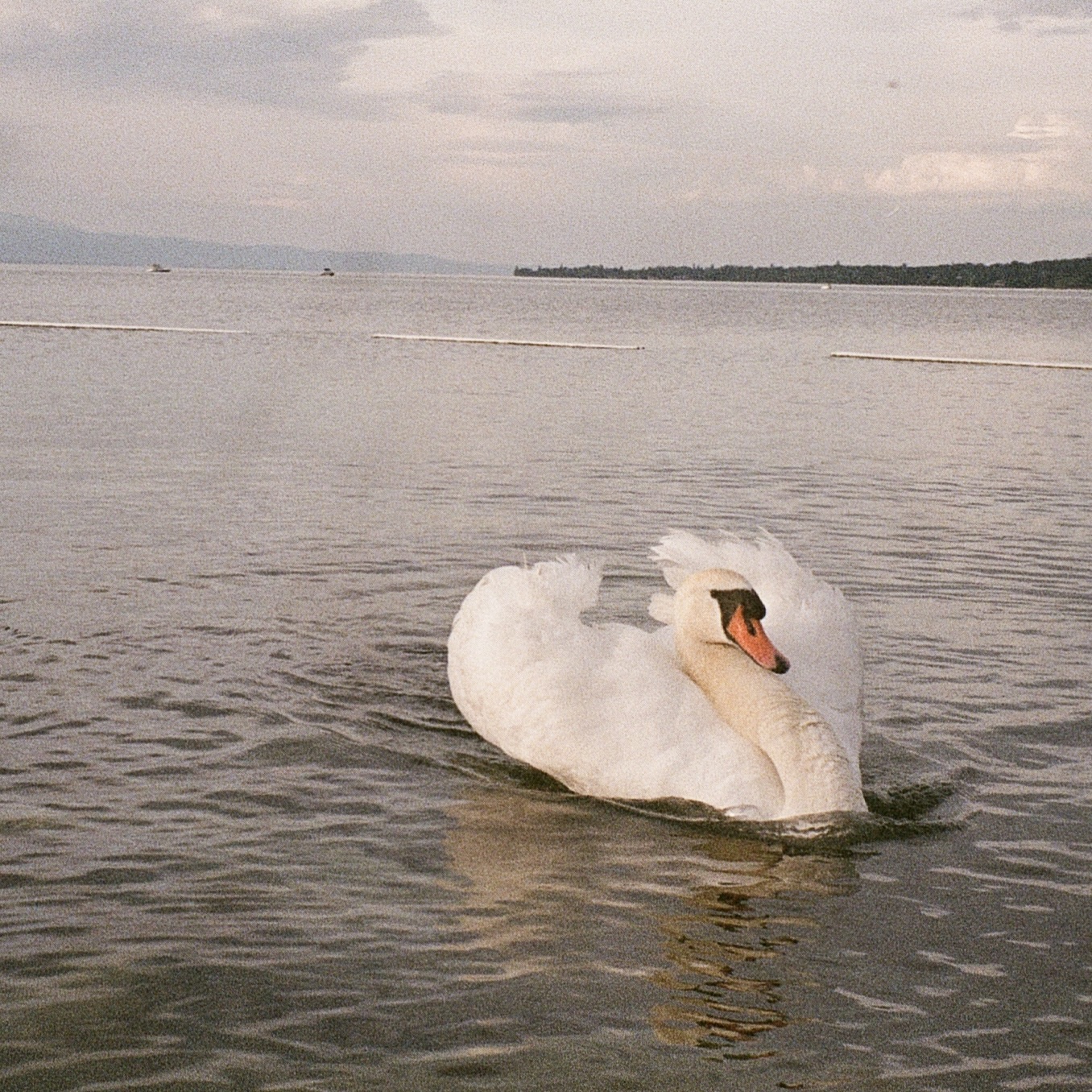 Swan